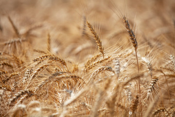 Wheat field. Ears of golden wheat close up. Beautiful Nature Sunset Landscape. Rural Scenery under Shining Sunlight. Background of ripening ears of meadow wheat field. Rich harvest Concept