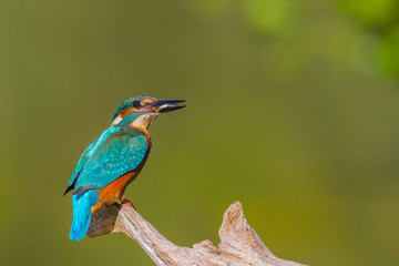 Eisvogel mit einem kleinen Fisch