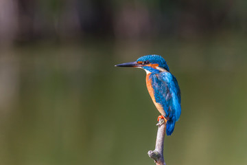 Europäischer Eisvogel - Alcedo atthis