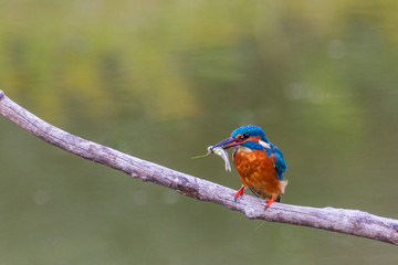 Eisvogel mit gefangenem Fisch