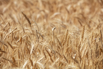 Wheat field. Ears of golden wheat close up. Beautiful Nature Sunset Landscape. Rural Scenery under Shining Sunlight. Background of ripening ears of meadow wheat field. Rich harvest Concept