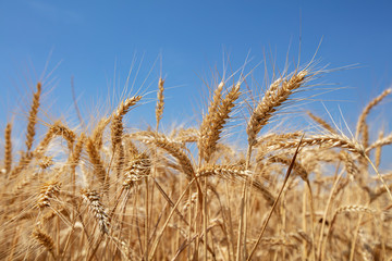 Wheat field. Ears of golden wheat close up. Beautiful Nature Sunset Landscape. Rural Scenery under Shining Sunlight. Background of ripening ears of meadow wheat field. Rich harvest Concept