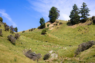 Fototapeta na wymiar some sheep in the meadow, New Zealand