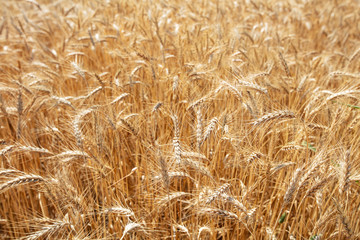 Wheat field. Ears of golden wheat close up. Beautiful Nature Sunset Landscape. Rural Scenery under Shining Sunlight. Background of ripening ears of meadow wheat field. Rich harvest Concept