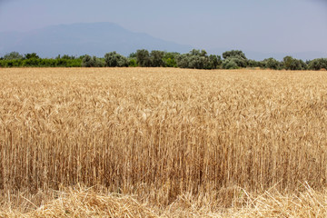 Wheat field. Ears of golden wheat close up. Beautiful Nature Sunset Landscape. Rural Scenery under Shining Sunlight. Background of ripening ears of meadow wheat field. Rich harvest Concept