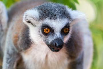 captive ring tailed lemur attentive and curious