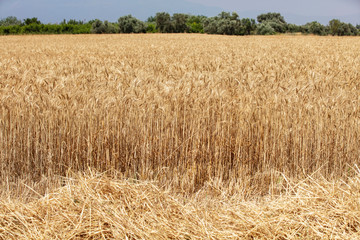 Wheat field. Ears of golden wheat close up. Beautiful Nature Sunset Landscape. Rural Scenery under Shining Sunlight. Background of ripening ears of meadow wheat field. Rich harvest Concept
