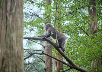 屋久島の森に生息する野生の猿