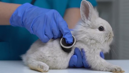 Vet checking rabbit health with stethoscope, complete pet physical examination