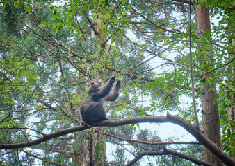 屋久島の森に生息する野生の猿