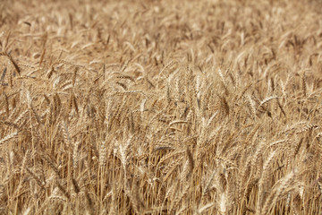 Wheat field. Ears of golden wheat close up. Beautiful Nature Sunset Landscape. Rural Scenery under Shining Sunlight. Background of ripening ears of meadow wheat field. Rich harvest Concept