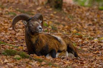 Gut getarnt - Mufflon im Herbstwald