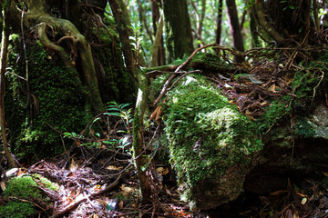 Fototapeta premium 屋久島の屋久杉と苔
