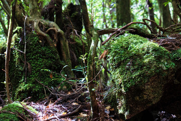 屋久島に自生している苔とシダ植物