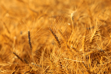 Golden ears of wheat in summer on the field.