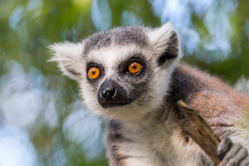 captive ring tailed lemur attentive and curious © mikefoto58