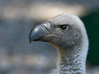 Gänsegeier - Gyps fulvus