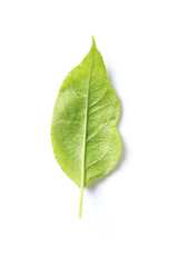 Obraz premium Green leaf. Isolated on a white.
