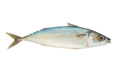 Mackerel fish isolated