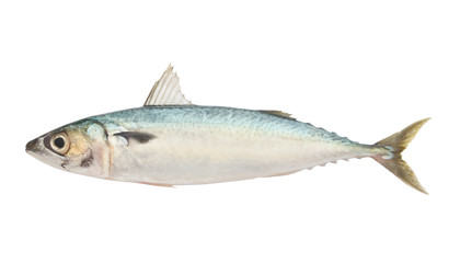 Mackerel fish isolated on white background