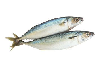 Fresh raw mackerel fish isolated on white