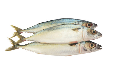 Fresh mackerel fishes isolated on white