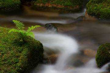 Farn auf einem Fels am Ufer