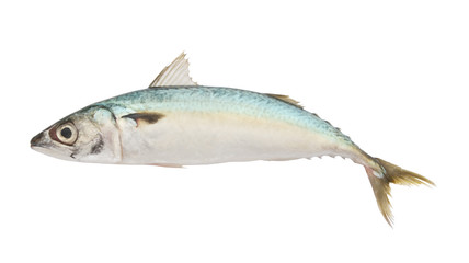 Mackerel fish isolated