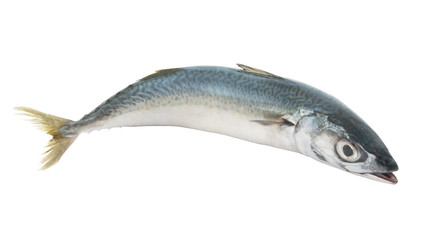 Mackerel fish isolated on white background