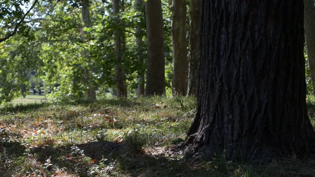 leggera brezza nel bosco fitto tra ombre e luci in una giornata di estate  