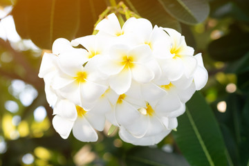 Beautiful white and yellow plumeria frangipani flowers and sunlight in nature.