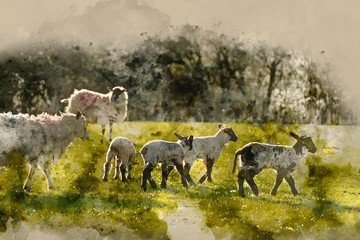 Digital watercolor painting of Beauitful landscape image of newborn Spring lambs and sheep in fields during late evening light © veneratio