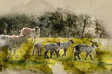 Poster Digital watercolor painting of Beauitful landscape image of newborn Spring lambs and sheep in fields during late evening light © veneratio