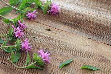 Flower background from bergamot. Background flowers of Monarda didyma,  woodem board