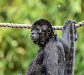 The black-headed spider monkey, Ateles fusciceps is a species of spider monkey