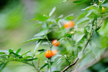 フユサンゴの実