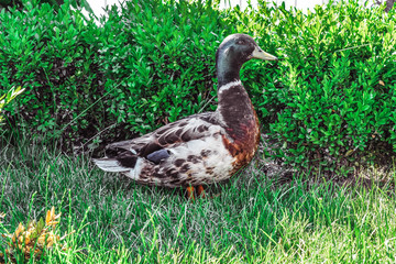A duck walks on a green lawn