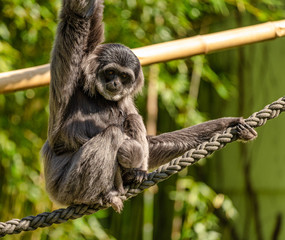 Silvery gibbon, Hylobates moloch in the zoo
