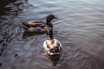Two ducks swimming on the water. Drakes on the water