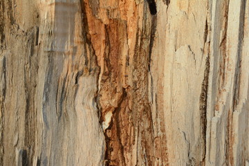 Wood Background: Tree Cross-Section Closeup