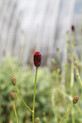 Obraz premium box with seeds of wild clover maroon on a background of green grass