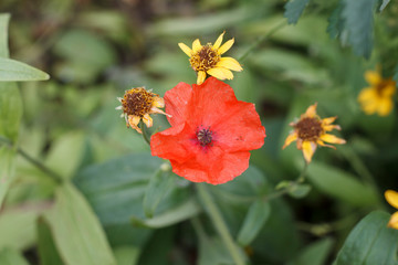 flowers of red poppies closeup on grass background