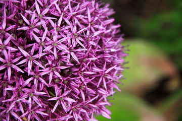 Lauch Blüte
