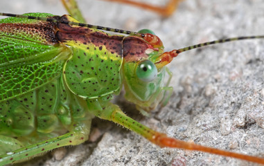Macro Photo of Green Grasshopper on The Floor, Selective Focus