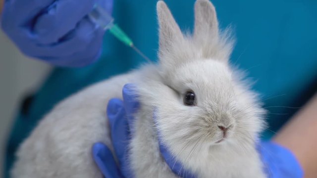 Hand in glove giving injection to rabbit, testing cosmetics on animals, closeup