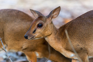 close-up of dik dik in captivity to protect and conserve the spesies
