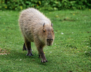 Capybara, Hydrochoerus hydrochaeris grazing on fresh green grass