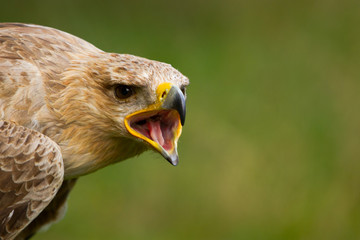 Schimpfender Savannenadler - Portrait