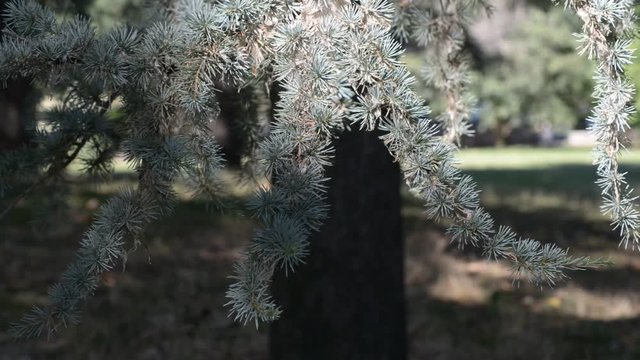 particolare di abete rosso mosso dalla leggera brezza di estate