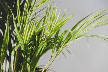 golden cane palm tree in indoor setting with white background